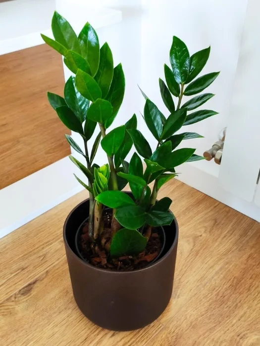 معرفی انواع گونه های زاموفیلیا 1