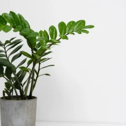 معرفی انواع گونه های زاموفیلیا