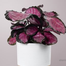 معرفی بهترین گیاهان آپارتمانی بنفش