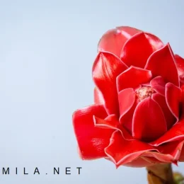 نگهداری و معرفی گیاهان شیپوری قرمز آپارتمانی