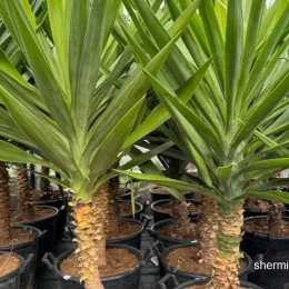 معرفی انواع یوکای آپارتمانی به همراه آموزش نگهداری