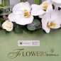 delina-flower-box-1