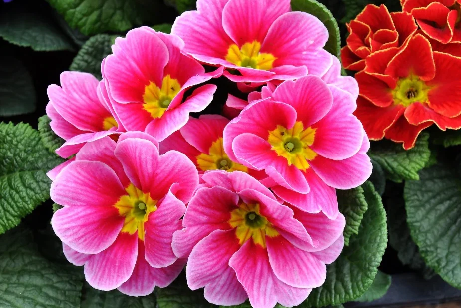 معرفی کامل گل پامچال 5