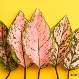 انواع گیاهان آپارتمانی آگلونما