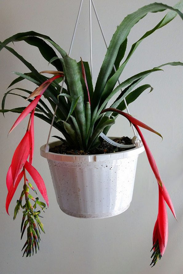 همه چیز درباره بیلبرجیا