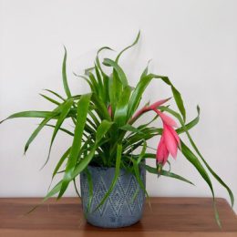 همه چیز درباره بیلبرجیا