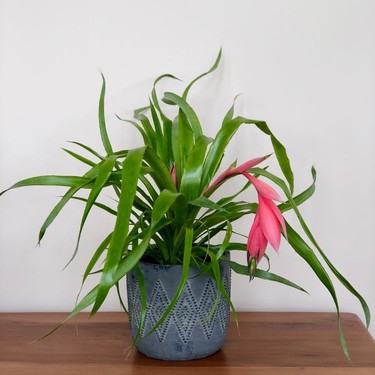 همه چیز درباره بیلبرجیا 2