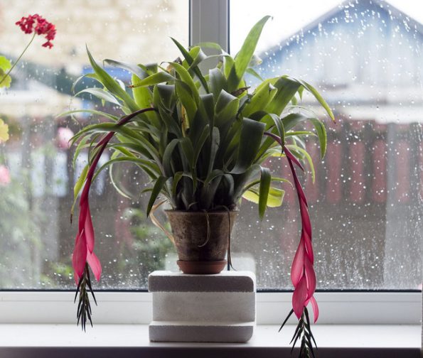 گیاه بیلبرجیا