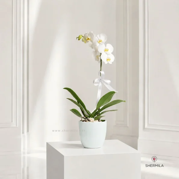 orchide-sefid-new