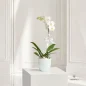 orchide-sefid-new