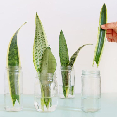 قلمه سانسوریا در آب