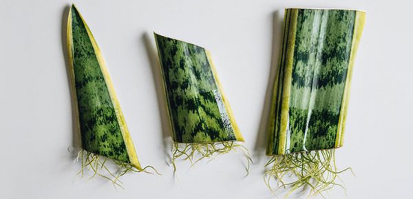 قلمه سانسوریا