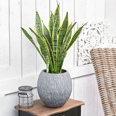 گیاه سانسوریا