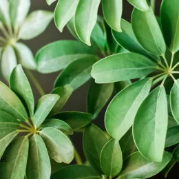 گیاه شفلرا (چتر درختی)