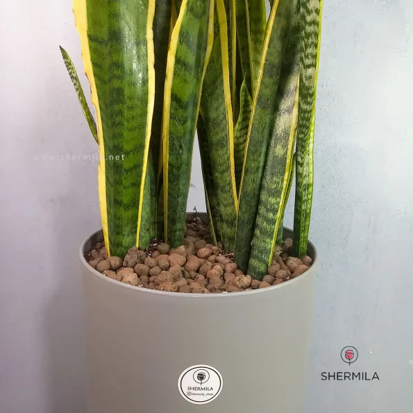 sansveria-bozorg-1