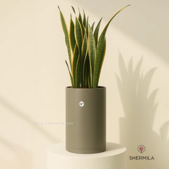 گلدان سانسوریا - بزرگ