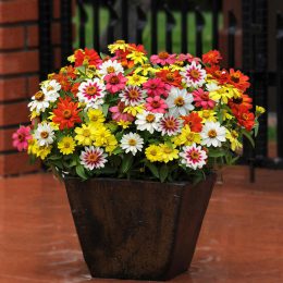 گیاه پیر مکزیکی: مراقبت، نگهداری، گل‌دهی و فواید شگفت‌انگیز