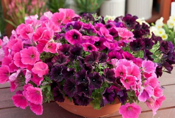 عکس گل اطلسی ژاپنی