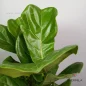ficus-lyrata