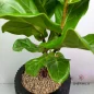 ficus-lyrata
