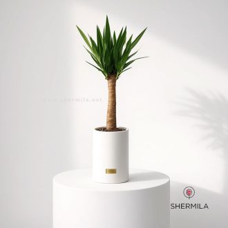 گلدان یوکا تک شاخه بزرگ