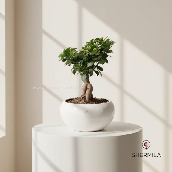 Bonsai-plant-1
