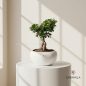 Bonsai-plant-1
