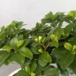 Bonsai-plant-1
