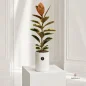 ficus-sharabi-new