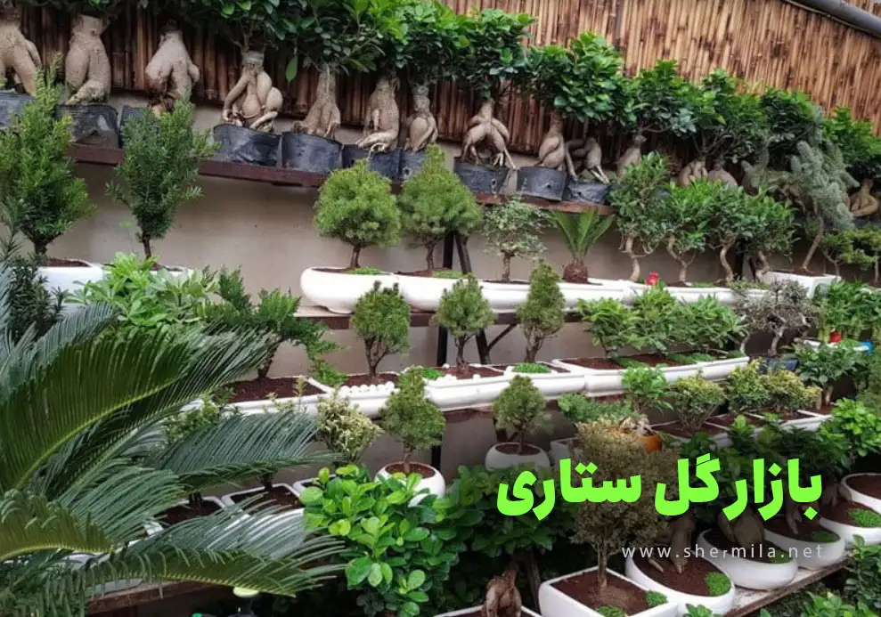 بازار گل ستاری