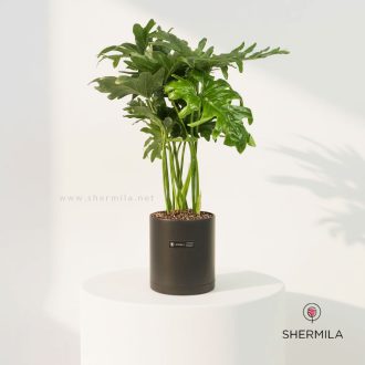 گیاه برگ انجیری