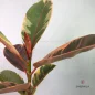 ficus-sharabi-1