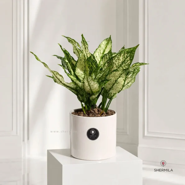 Aglonema-goldan-new