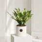 Aglonema-goldan-new