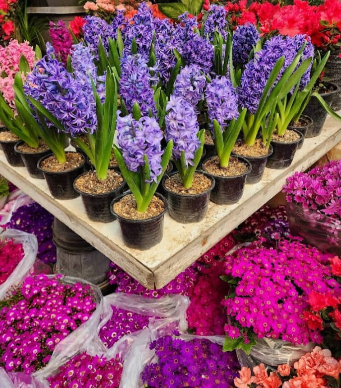 بازار گل ستاری غرب 66